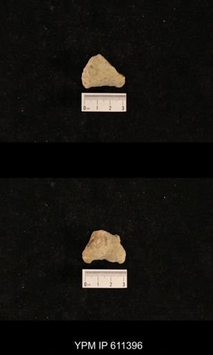 Monticulipora welchi
