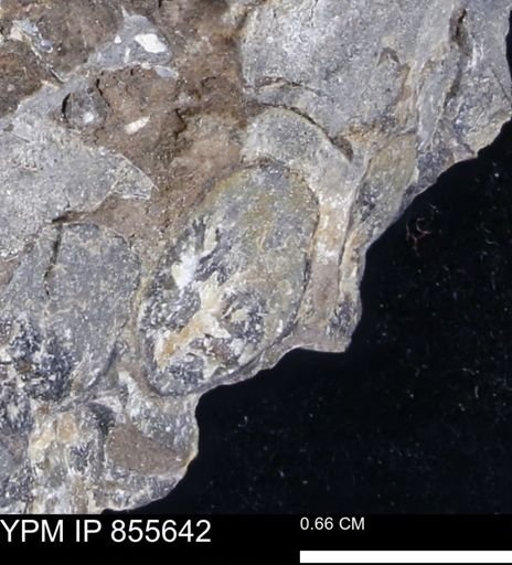 undet. Teredinidae
