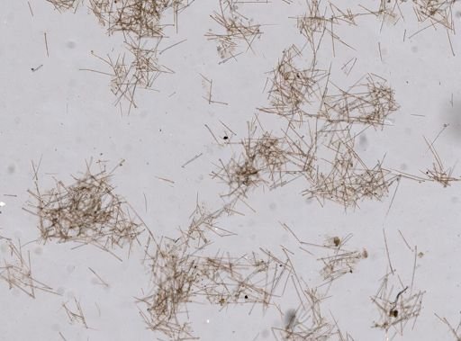 Stromatospongia norae