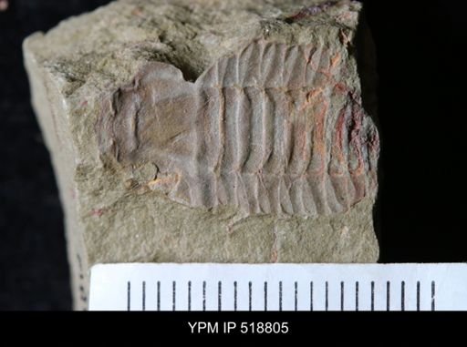 undet. Trilobita