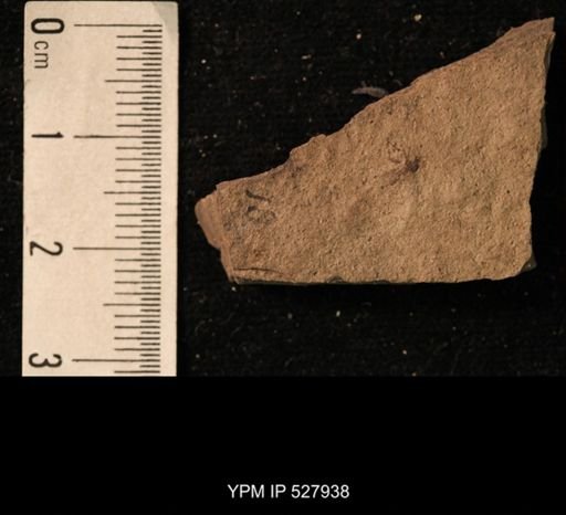 taxon undetermined