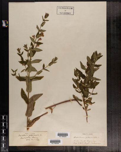 Plantae