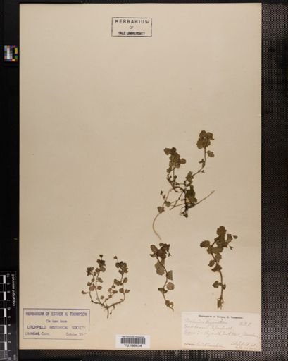 Plantae
