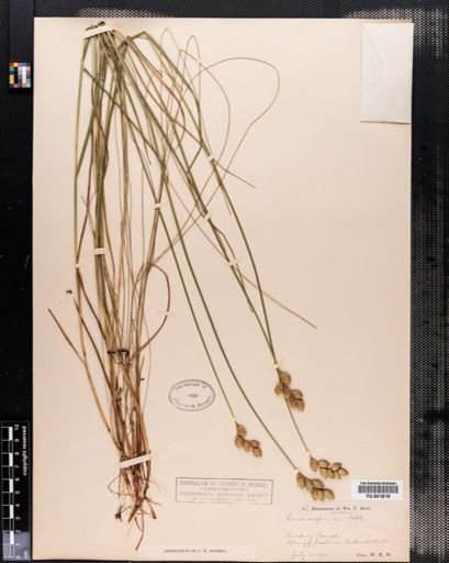 Carex scoparia