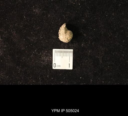 Pharkidonotus percarinatus