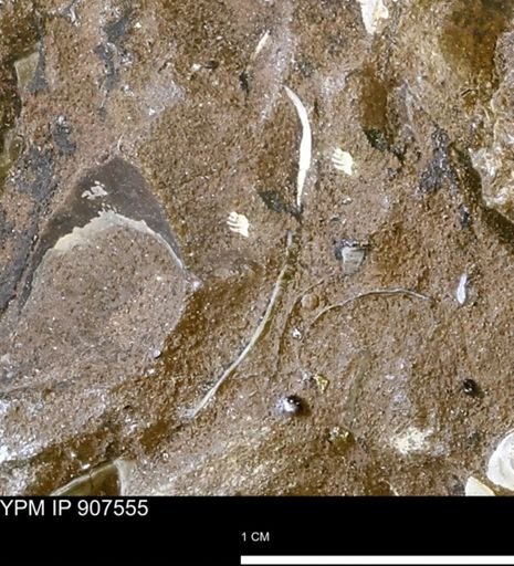 undet. Mollusca