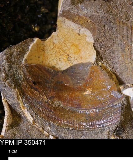 Limopsis striatopunctatus