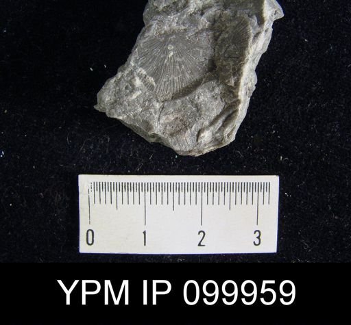 Brachyprion gilpeni