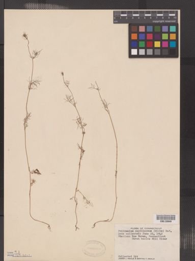 Ptilimnium capillaceum