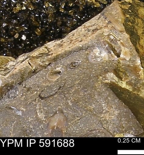 Serpulidae