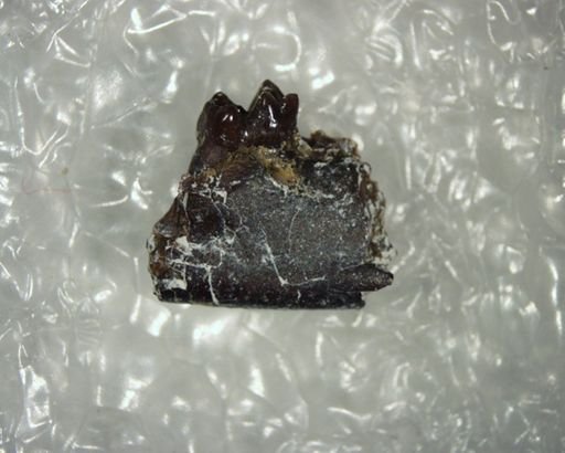 Bisonalveus browni