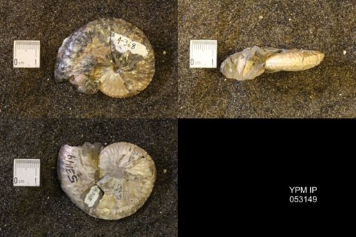 Discoscaphites conradi