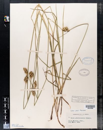 Carex longii