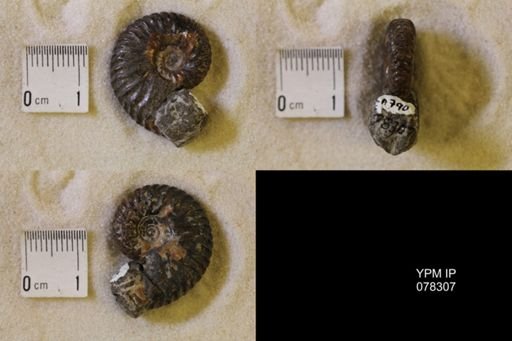 Jeletzkytes nebrascensis