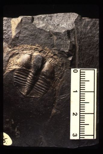 Trinucleus ornatus