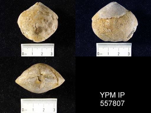 Merista herculea