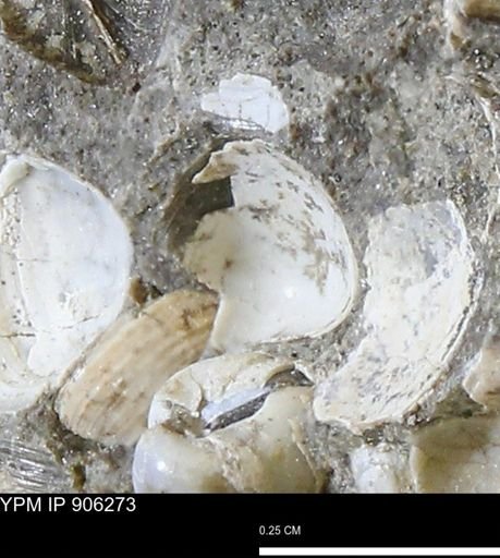 Corbulamella gregaria