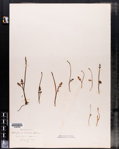 Botrychium simplex