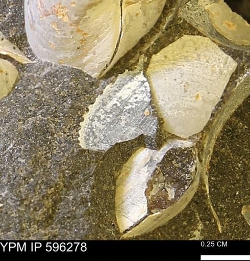 Limopsis striatopunctatus