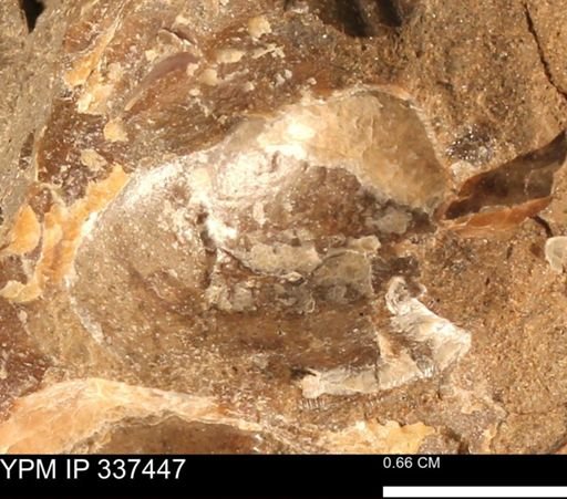 Nucula sp.