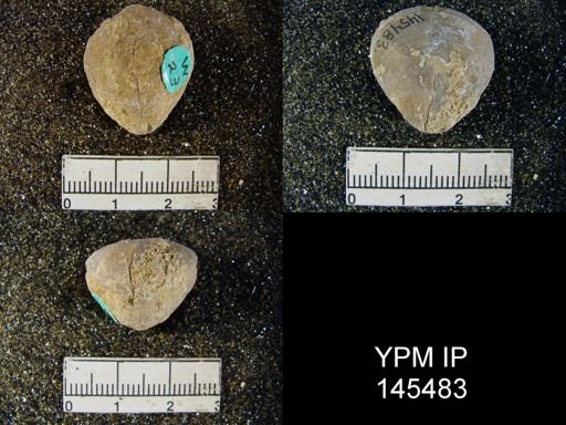 Spirigerella derbyi