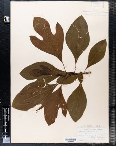 Sassafras albidum