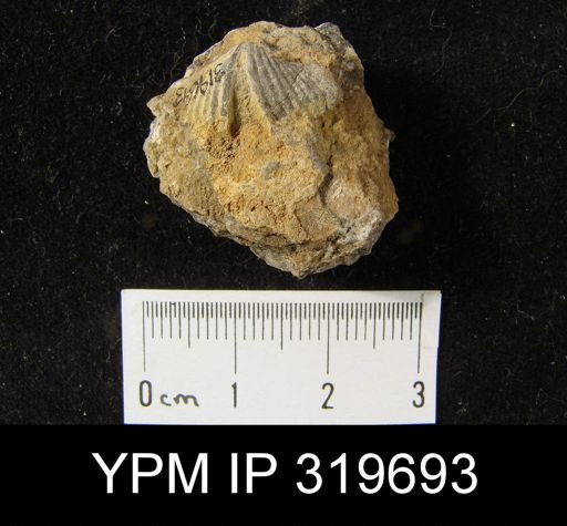 Spiriferina transversa