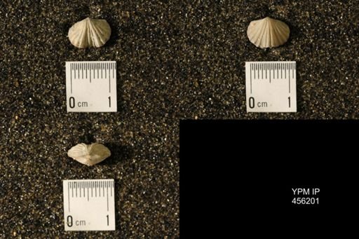 Platystrophia biforata