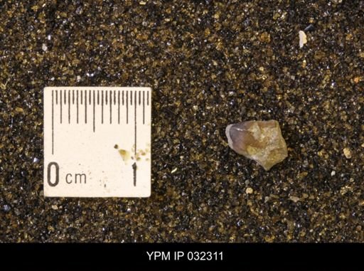 undet. Scaphitidae