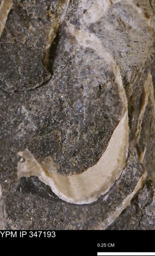 undet. Bivalvia