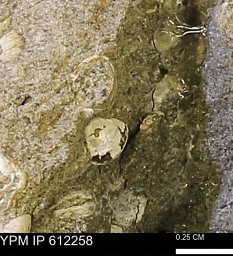 undet. Bivalvia