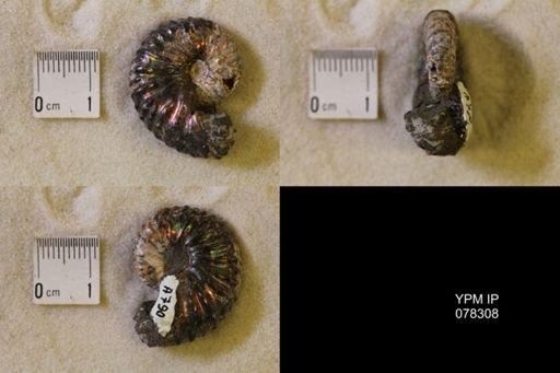 Jeletzkytes nebrascensis