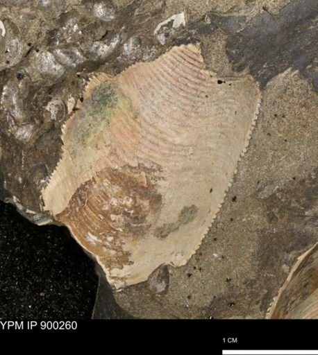 undet. Scaphitidae