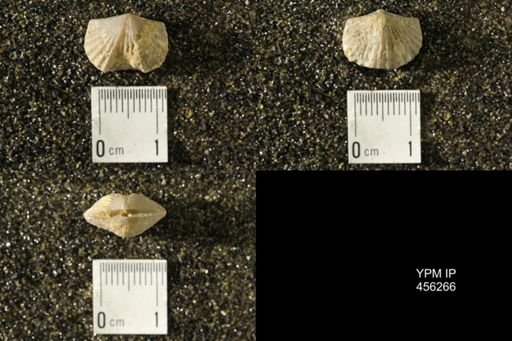 Platystrophia biforata