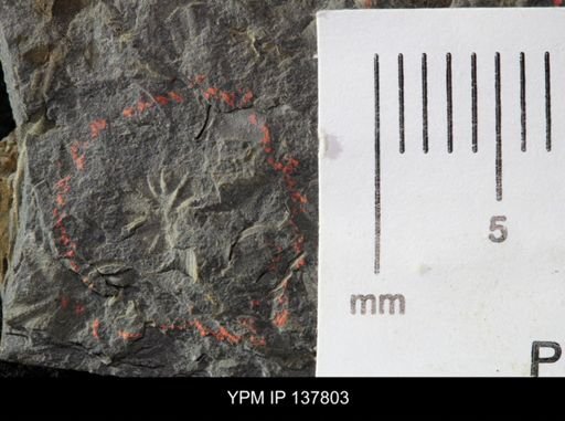 Eocystites primaevus