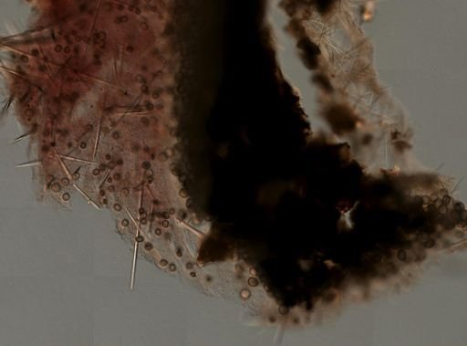 Geodia gibberosa