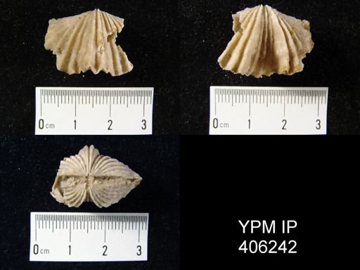 Platystrophia laticosta