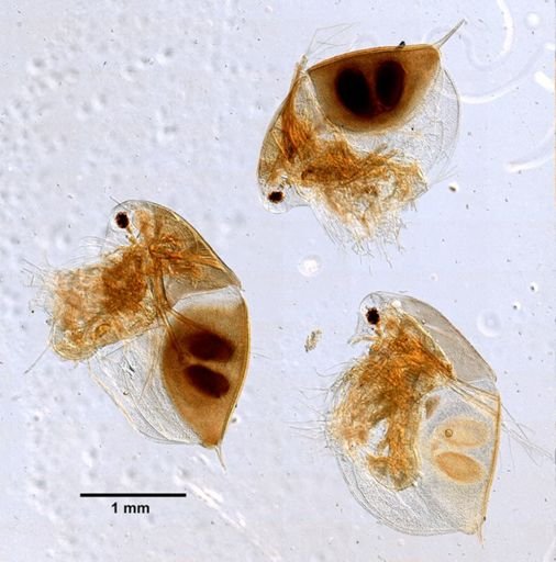 Daphnia