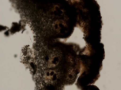 Didemnidae