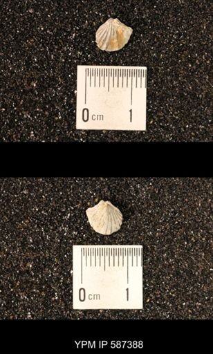 Camarotoechia whitei