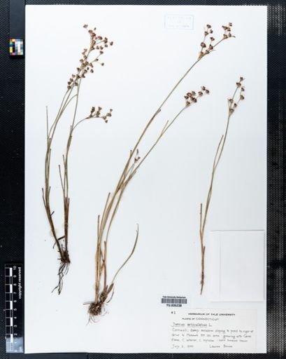 Juncus articulatus