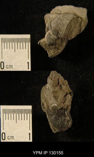 Eldredgeops rana