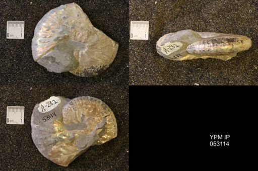 Discoscaphites conradi