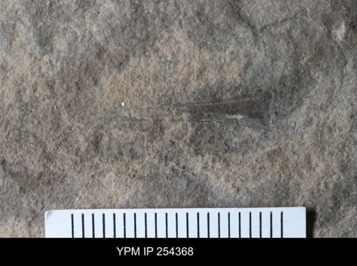 Eurypterida