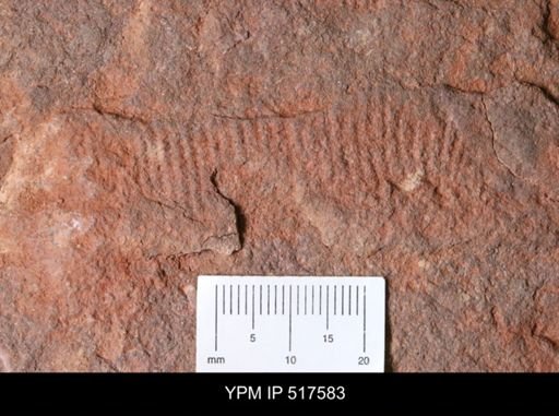 undet. Palaeoscolecidae