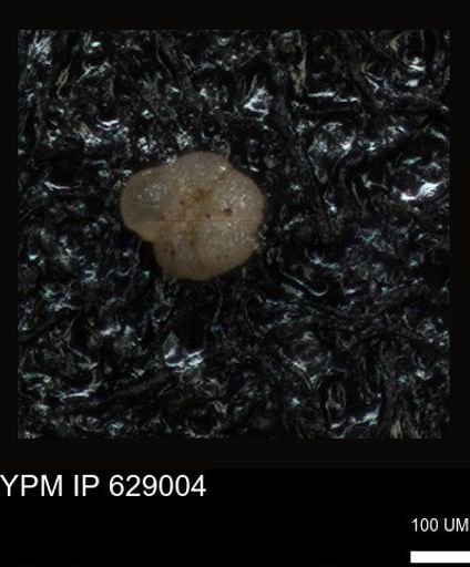 undet. Foraminiferida