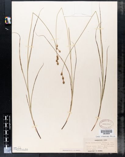 Carex straminea