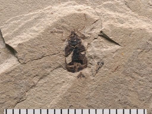 Diptera?