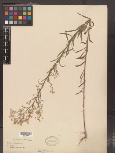 Erigeron canadensis