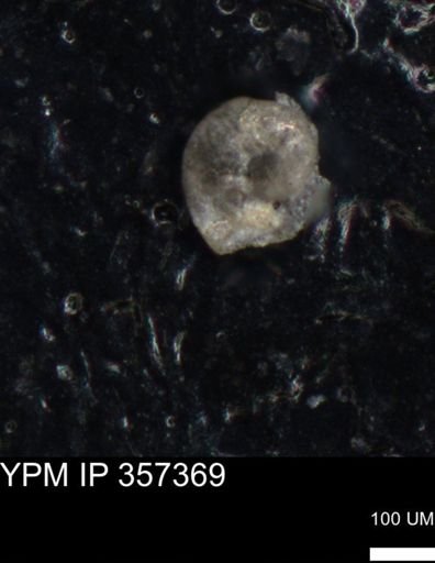 undet. Foraminiferida